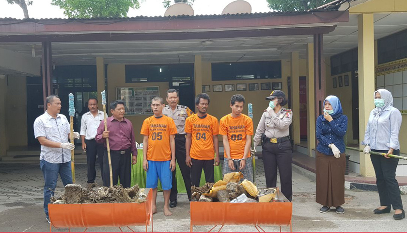 ganja asal Aceh d