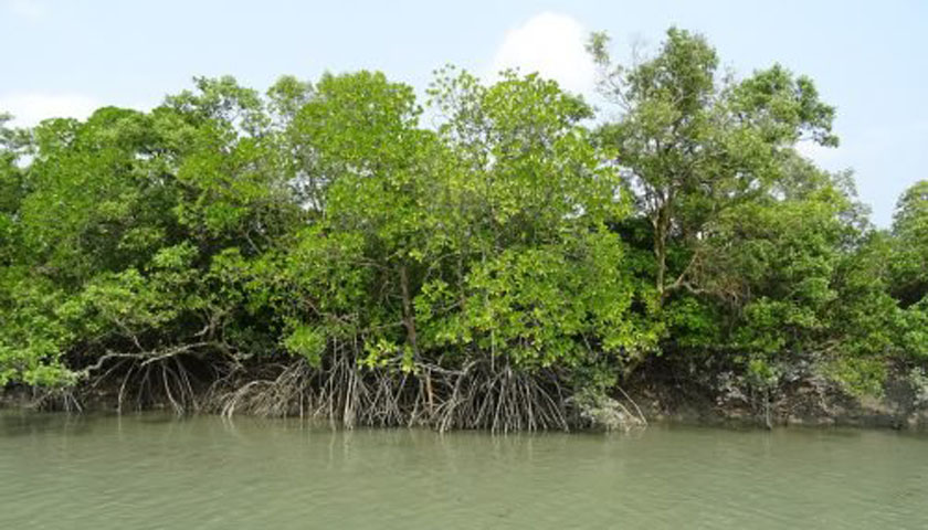 Hutan Mangrove Disulap