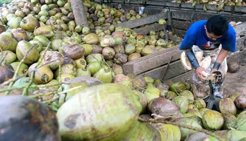 ekspor kelapa indonesia