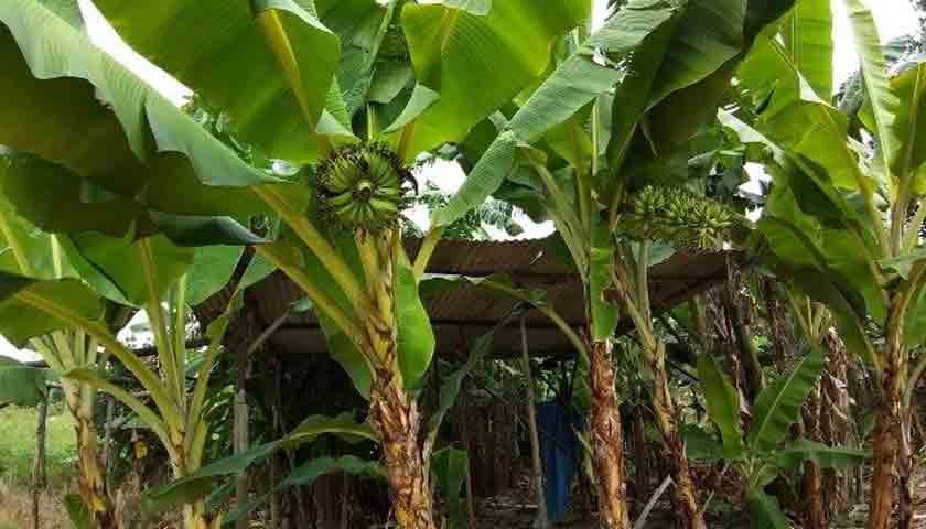 Buah pisang Barelang