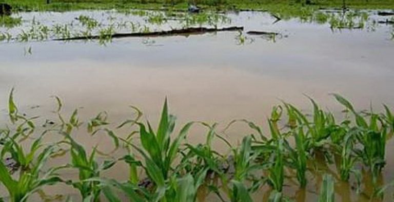 Kecamatan Sultan Daulat Subulussalam kebanjiran, jagung gagal panen