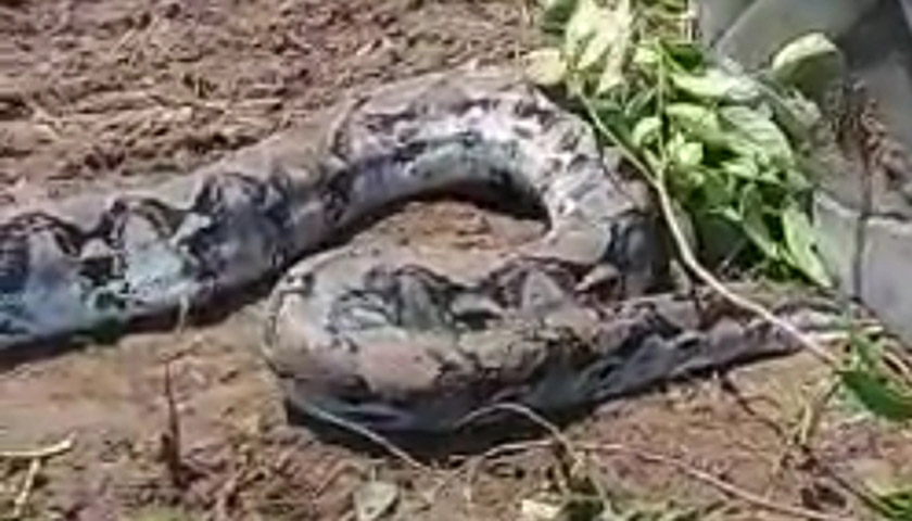 ular piton raksasa