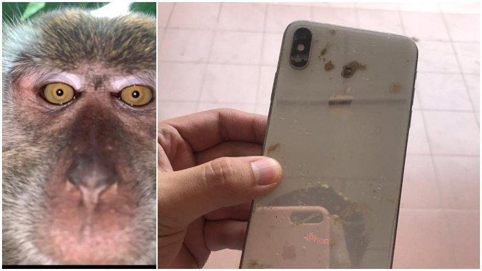 Ponsel Hilang Dicuri Monyet