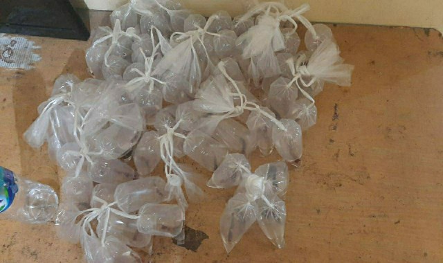 Maling Ikan Cupang2