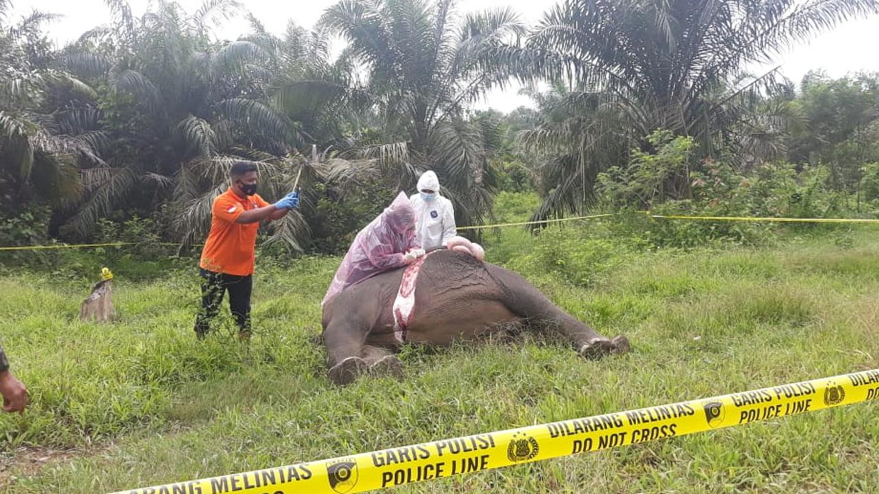 Gajah ditemukan mati