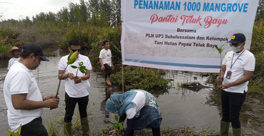 Melalui dana CSR, PLN UP3 Subulussalam melakukan penanaman Pohon Mangrove di Destinasi Wisata Teluk Bayur Desa Kayu Menang Kecamatan Singkil Kabupaten Aceh Singkil.