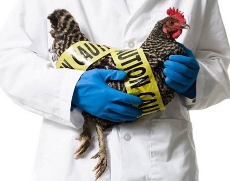 Covid Belum Usai, Flu Burung Mulai Merebak di Eropa-Asia