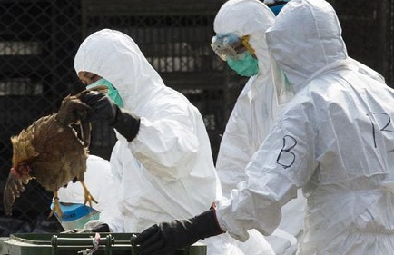 Flu Burung Marak Lagi di Cina, Varian Apa?