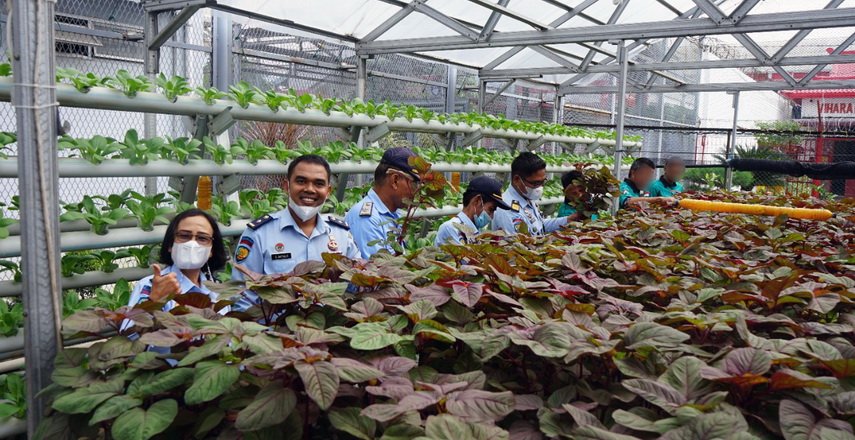 Lembaga Pemasyarakatan (Lapas) Kelas I Medan Kanwil Kemenkumham Sumut kembali melakukan panen sayuran metode hidroponik, Senin (17/1/2022)