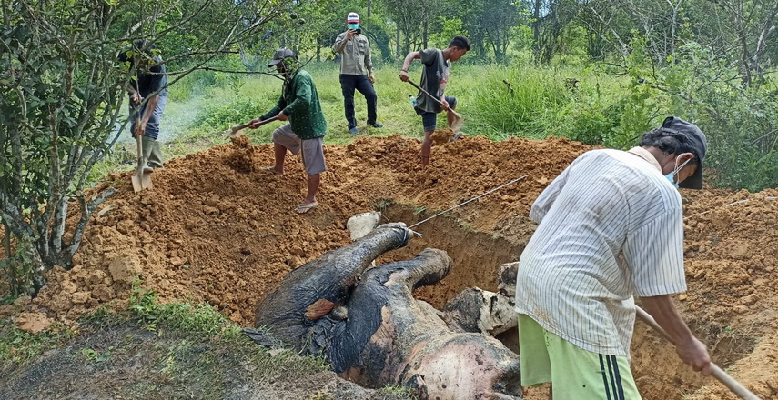 Gajah Sumatera mati di Dusun Aras Napal Kanan, Desa Bukit Mas, Kecamatan Besitang, Kabupaten Langkat, Sumut.