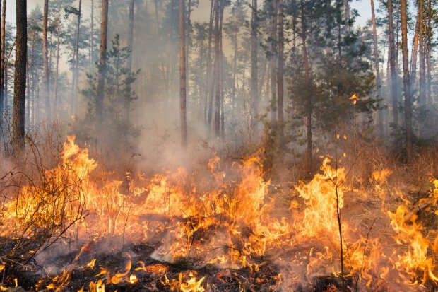 Hutan di Spanyol Terbakar, 30 Ribu Hektare Hangus