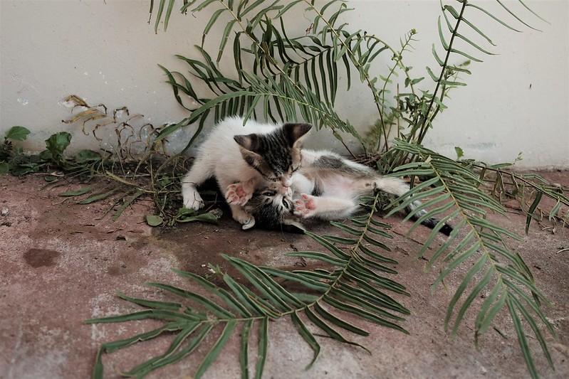 Dipaksa Bersetubuh Dengan Kucing, Siswa di Tasikmalaya SD Meninggal Dunia