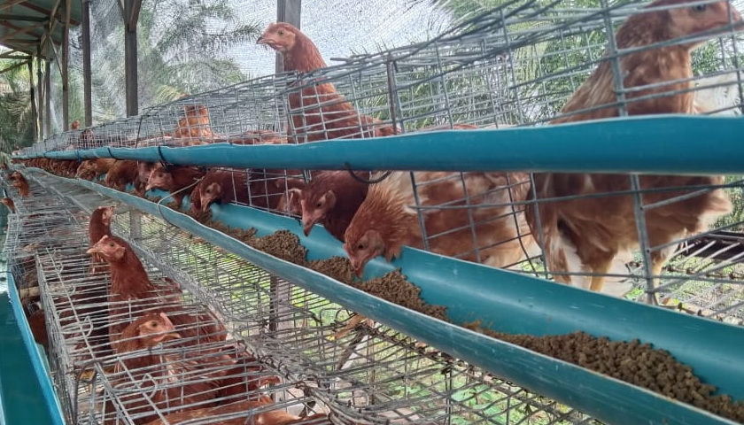 Mahalnya pakan ayam membuat pembudidaya ayam petelur di Aceh Singkil stop beroperasi. Hal itu terjadi karena tidak sesuainya biaya investasi dengan keuntungan yang mereka peroleh.