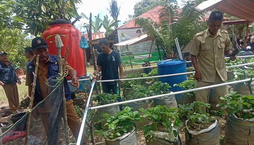 Dinas Ketahanan Pangan dan Pertanian Kabupaten Samosir kerjasama dengan LPPM IT Del melaksanakan pelatihan implementasi irigasi tetes air gravitasi pada tanaman Stroberi dan pembuatan pupuk organik cair.