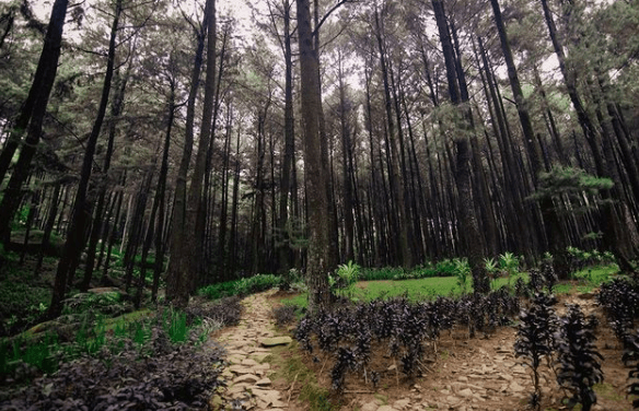 Wisata Alam di Bogor - Gunung Pancar