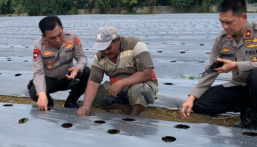 Kapolda Sumatera Utara (Sumut) Irjen Panca Putra menggagas pemanfaatan lahan tidur seluas dua hektar untuk perkebunan cabai dan bawang. Hal ini dalam rangka menciptakan kestabilan harga pangan, khususnya cabai dan bawang merah.