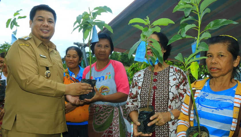 Bupati Samosir Vandiko T Gultom menyerahkan 1.000 bibit alpukat kepada Kelompok Tani Satahi 2, di Desa Pardomuan Kecamatan Onan Runggu, Selasa (22/11/2022).