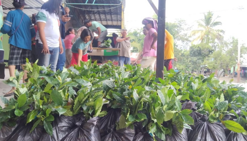 Dinas Ketahanan Pangan dan Pertanian Kabupaten Samosir mendistribusikan bibit kopi Program Bantuan Pengembangan Tanaman Kopi Tahun 2022.