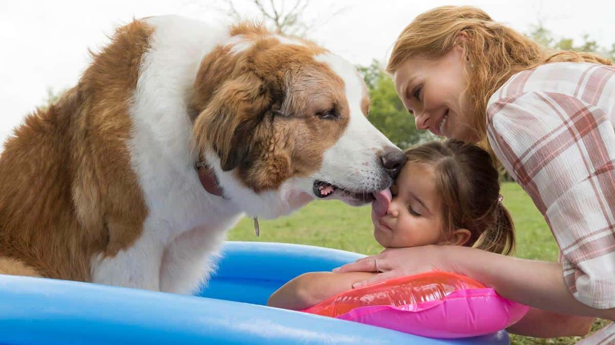A Dogs Journey