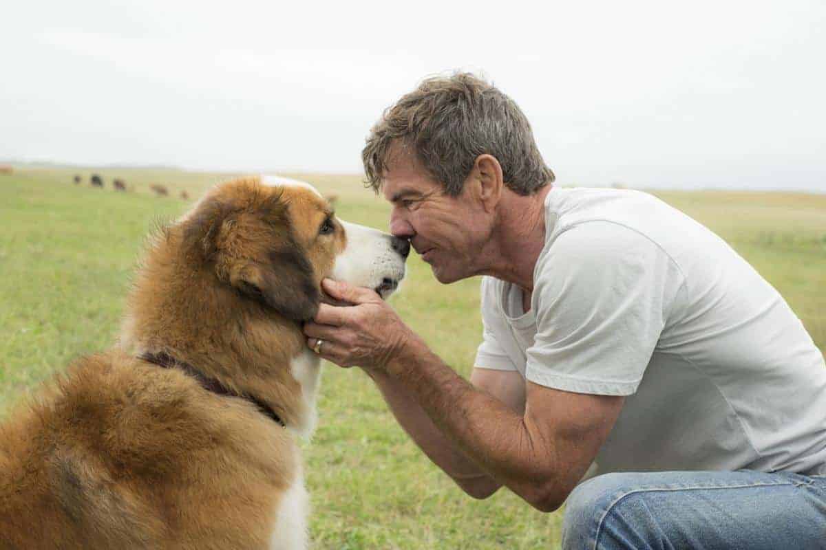 A-Dogs-Purpose