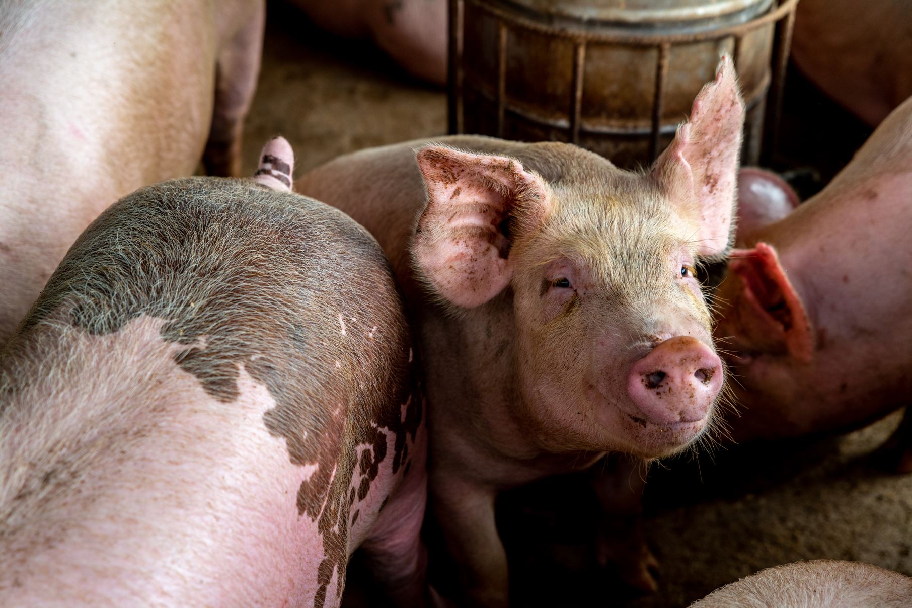 Langkah-langkah pengendalian penyakit atau virus Afrian Swine Fever (ASF) di Provinsi Sumatera Utara terus dilakukan menyusul masih ditemukannya virus itu pada hewan ternak babi.