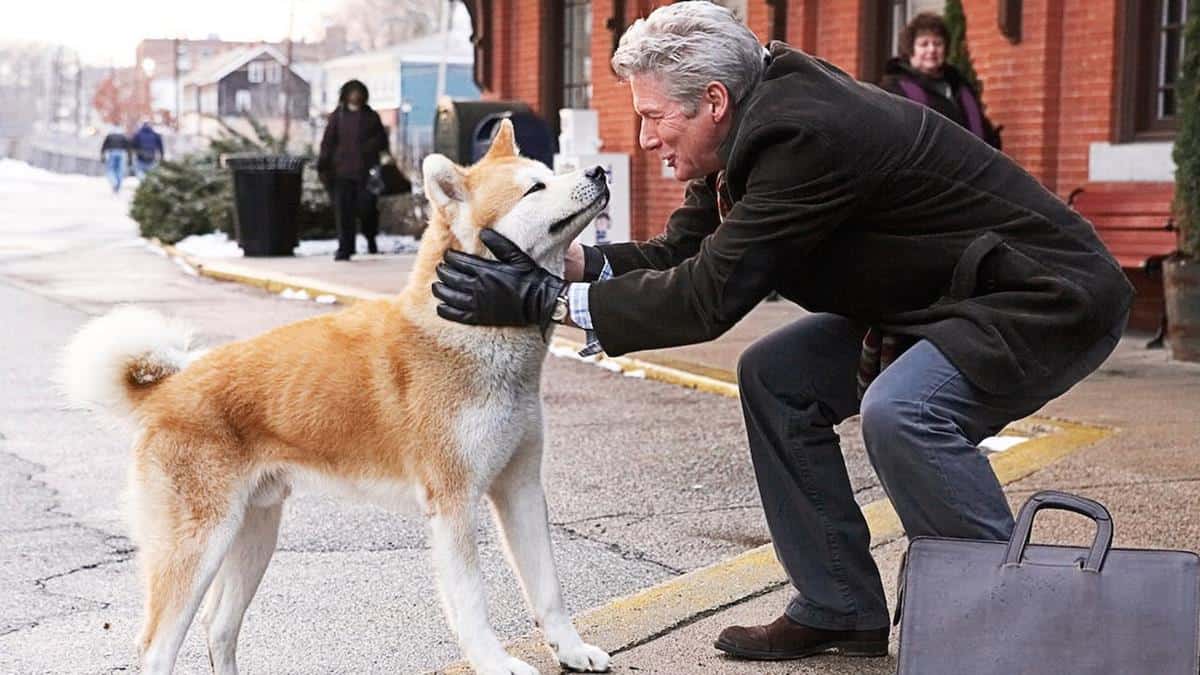 Hachi