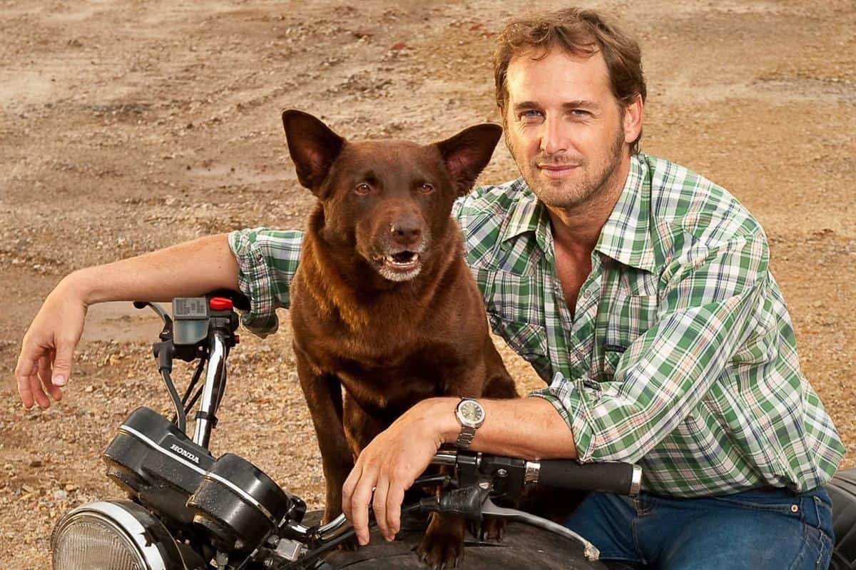 Red Dog