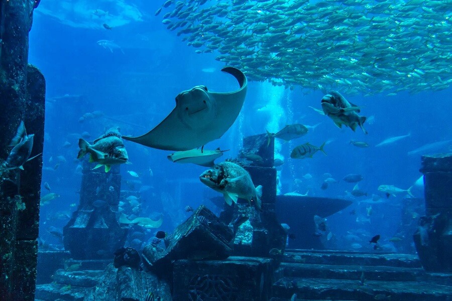 Tempat Hiburan Anak Jakarta Aquarium