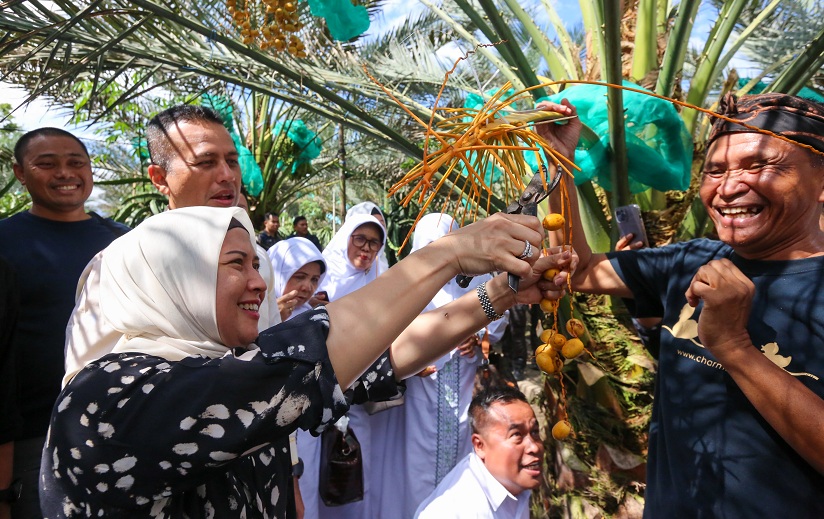 Wisatawan dari Luar Indonesia Datangi Pohon Kurma di Karo, Berikan Dampak Ekonomi