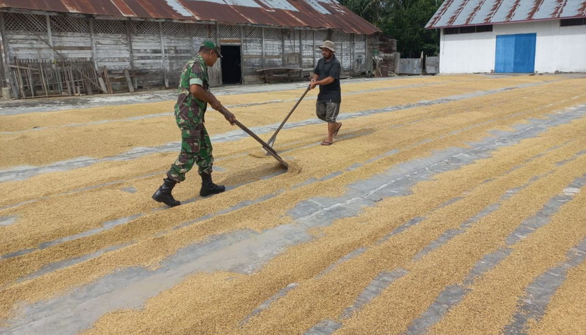 Bintara Pembina Desa (Babinsa) Serka Khalid Babinsa Koramil 05/STB Kodim 0103/Aceh Utara mendampingi petani warga binaan menjemur padi pasca-panen di Desa Beunot, Kecamatan Syamtalira Bayu, Kabupaten Aceh Utara, Sabtu (29/4/2023).