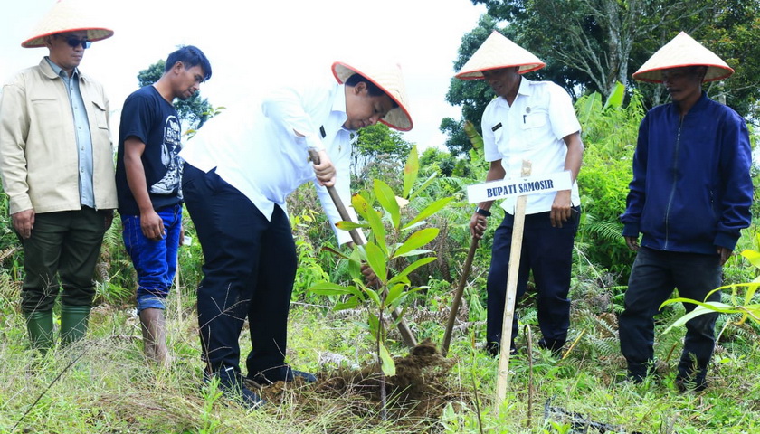 Bupati Samosir Vandiko T Gultom melakukan penanaman kopi di areal Kawasan Pertanian Terpadu (KPT) di Desa Hariara Pintu Kecamatan Harian, Rabu (24/5/2023).