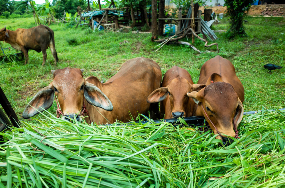 Harga Sapi Kurban 2023, Berikut Tips dan Cara Memilihnya