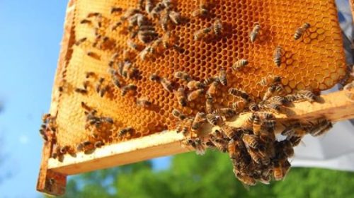 Manfaat Penting Madu Lebah Untuk Kecantikan Hingga Kesehatan