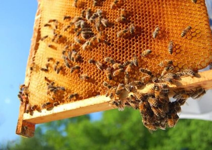 Manfaat Penting Madu Lebah Untuk Kecantikan Hingga Kesehatan