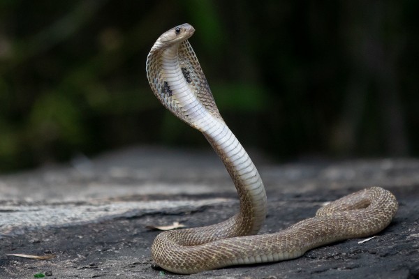 Pawang ular