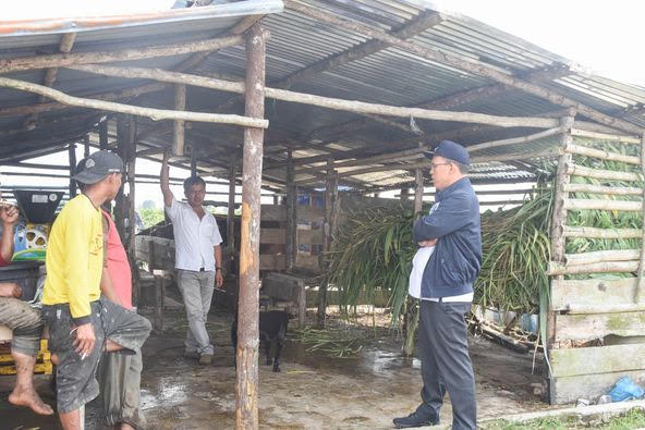 Bupati Humbahas Dosmar Banjarnahor SE meninjau peternakan sapi milik Kelompok Tani Dosroha Marade di Desa Sipituhuta Kecamatan Pollung, Rabu (18/10/2023).