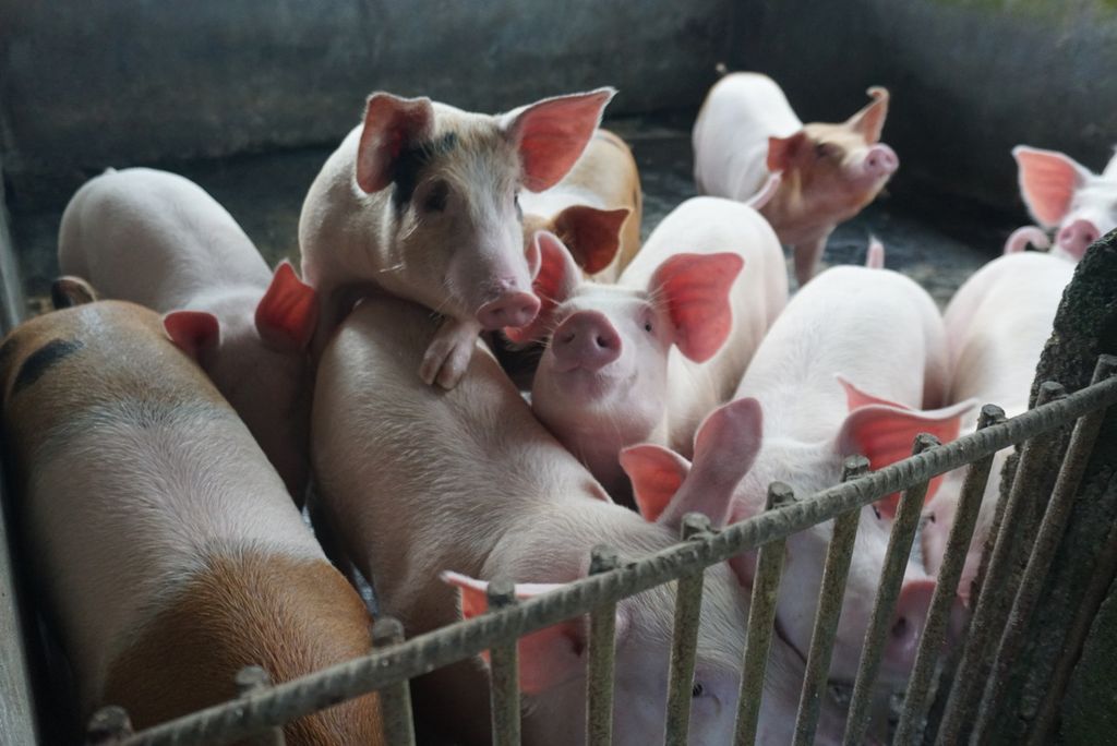 Langkah-langkah mensinergikan pengetatan pengawasan terhadap masuknya ternak babi ilegal dari luar ke wilayah Provinsi Sumatera Utara, kembali digalakkan.