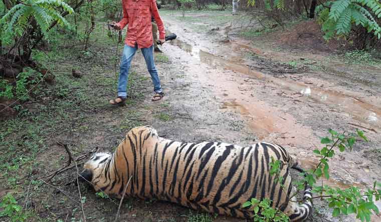 tiger death