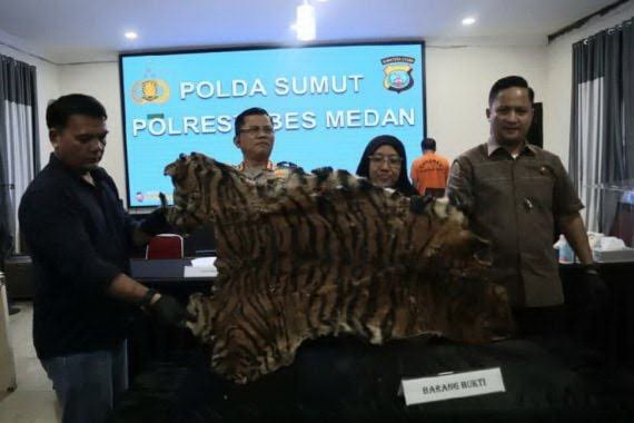 Polisi menangkap dua pria yang hendak menjual kulit Harimau Sumatera seharga Rp15 juta. Keduanya ditangkap di sebuah penginapan di Deli Serdang, Sumatera Utara (Sumut).