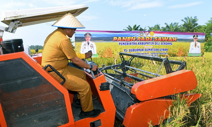 Panen padi di Tanjungmorawa, Kabupaten Deliserdang, Penjabat (Pj) Gubernur Sumatera Utara (Sumut) Hassanudin memastikan hingga saat ini stok beras di Sumut, masih aman.
