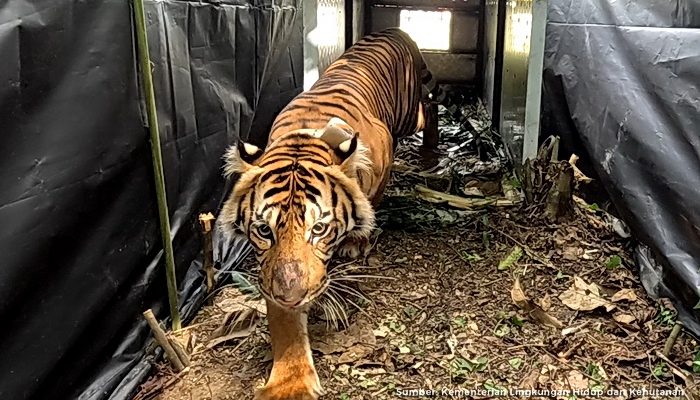 Harimau Sumatera, adalah populasi Panthera Tigris Sondaica yang mendiami Pulau Sumatera dan satu-satunya anggota subspesies Harimau Sunda yang masih bertahan hidup hingga saat ini.