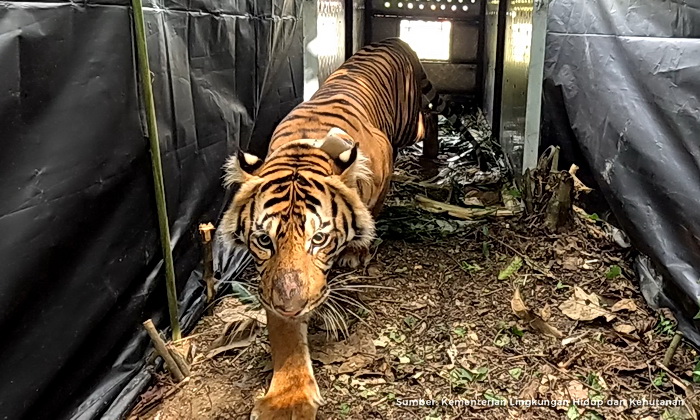 Harimau Sumatera, adalah populasi Panthera Tigris Sondaica yang mendiami Pulau Sumatera dan satu-satunya anggota subspesies Harimau Sunda yang masih bertahan hidup hingga saat ini.