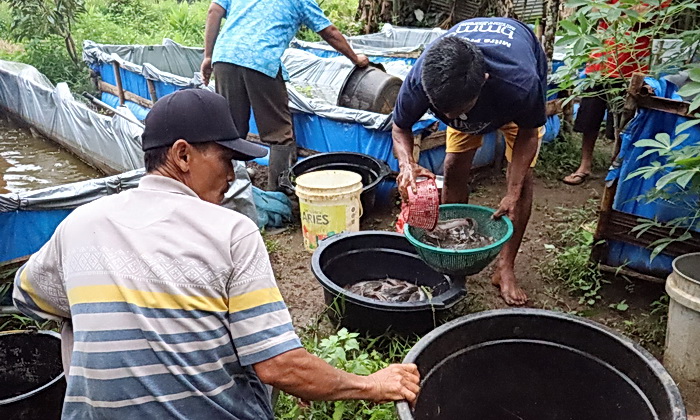 Setelah peresmiannya pada tanggal 13 Oktober 2023 lalu, kini Program Desa Berdaya PLN semakin berkembang dan survive. Bahkan, pada Hari Rabu (15/5/2024), mendapatkan Piagam Penghargaan dari Dinas Lingkungan Hidup Deli Serdang