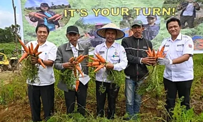 Pemkab Humbahas (Humbang Hasundutan) bersama TTM, panen Wortel Nantes di Food Estate dengan hasil lebih kurang 10 ton per hektar, di Food Estate, Rabu (12/6/2024).