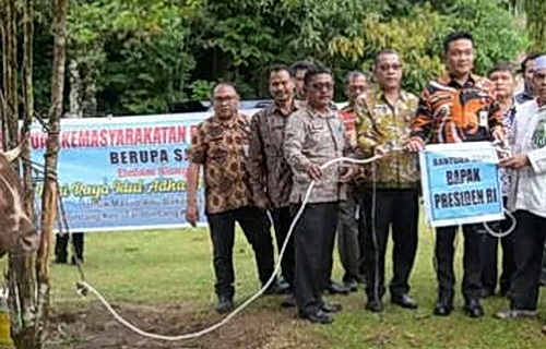 Bupati Humbahas Dr Oloan P Nababan menyerahkan bantuan sapi kurban dari Presiden Prabowo Subianto berjenis Sapi Limosin dengan bobot 818 kg ke Masjid Abu Bakar Ash-Siddiq Desa Tarabintang Kecamatan Tarabintang.