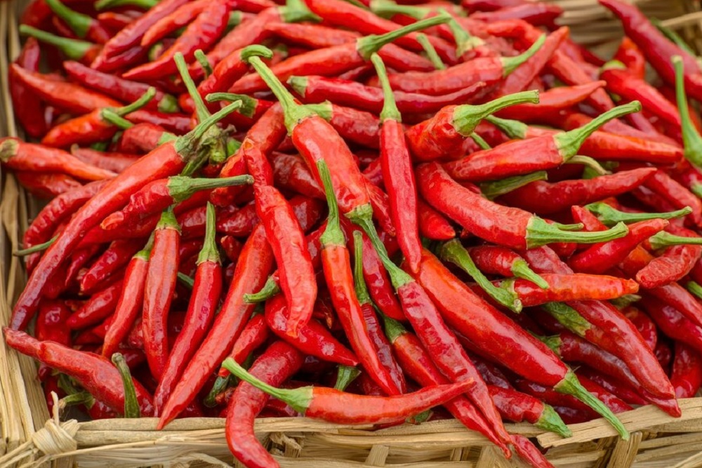 harga cabai dan telur