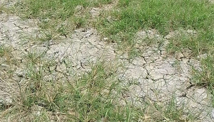 Sekitar 150 Ha lahan pertanian sawah mengalami kekeringan akibatnya pola tanam gagal total, di Dusun Bah Ruksi dan Sabah II Nagori Pematang Pane, Kecamatan Panei, Kabupaten Simalungun.