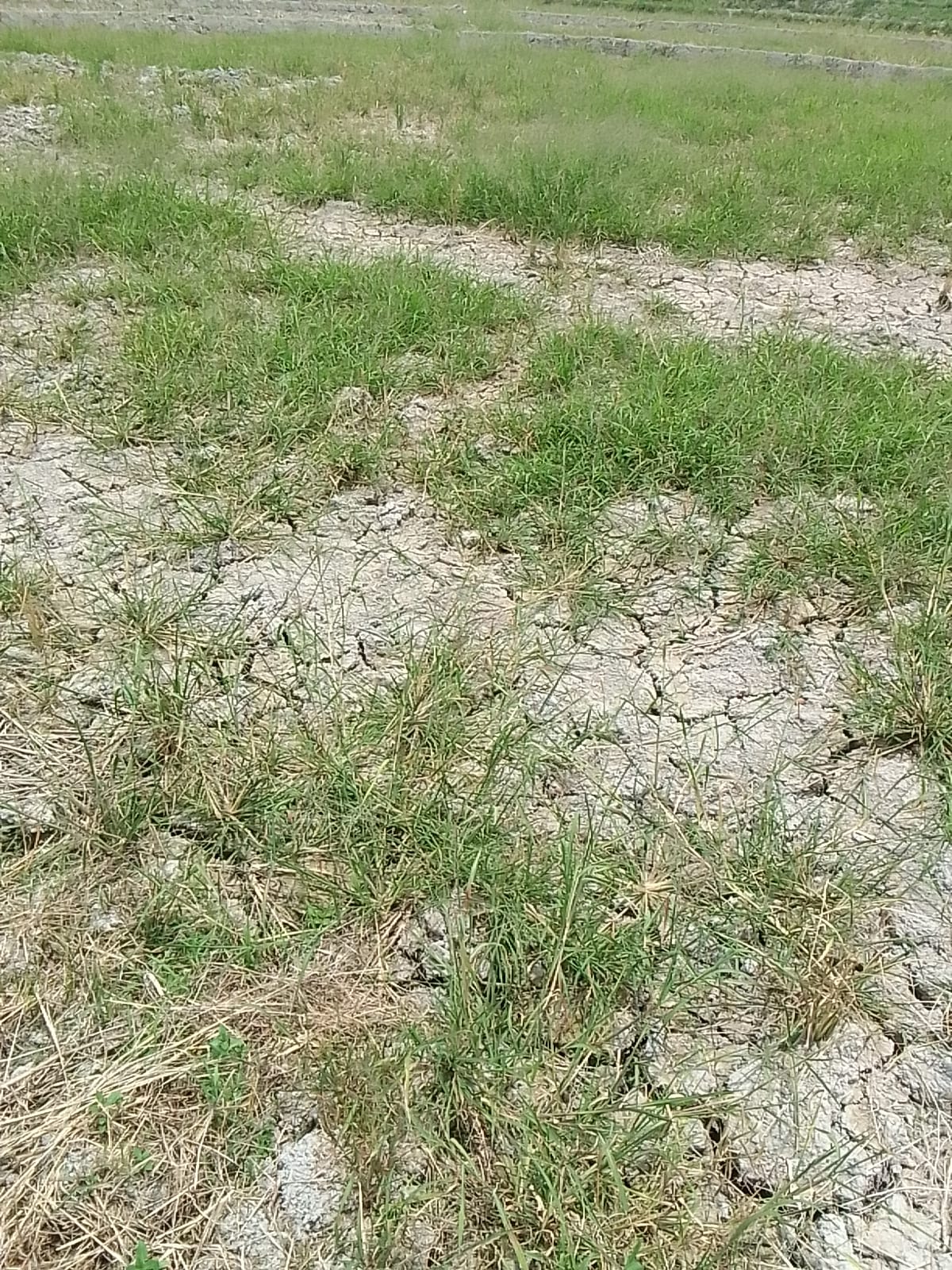 Sekitar 150 Ha lahan pertanian sawah mengalami kekeringan akibatnya pola tanam gagal total, di Dusun Bah Ruksi dan Sabah II Nagori Pematang Pane, Kecamatan Panei, Kabupaten Simalungun.