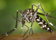 Satu Tewas di Dairi, Penanganan Malaria Dinkes Sumut Disorot