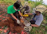 Evakuasi Orangutan Jantan di Desa Karya Jadi Batang Serangan Berlangsung Dramatis